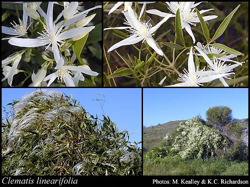 Photograph of Clematis linearifolia Steud.