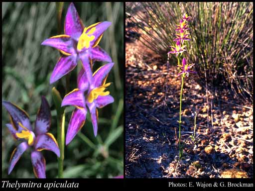 Photograph of Thelymitra apiculata (A.S.George) M.A.Clem. & D.L.Jones