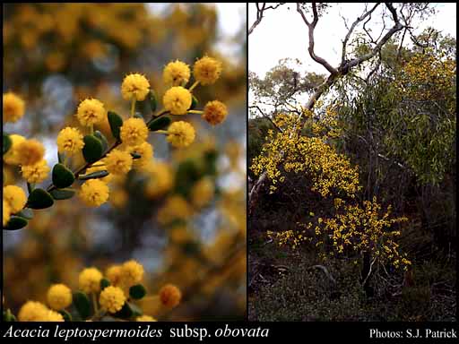 Photograph of Acacia leptospermoides subsp. obovata Maslin
