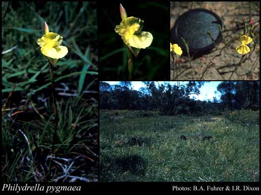 Photograph of Philydrella pygmaea (R.Br.) Caruel