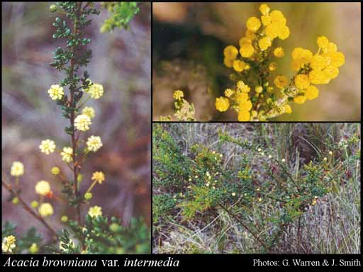 Photograph of Acacia browniana var. intermedia (E.Pritz.) Maslin