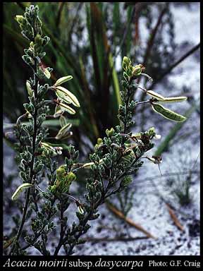 Photograph of Acacia moirii subsp. dasycarpa Maslin
