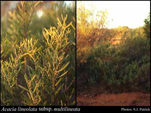 Photograph of Acacia lineolata subsp. multilineata (W.Fitzg.) R.S.Cowan & Maslin