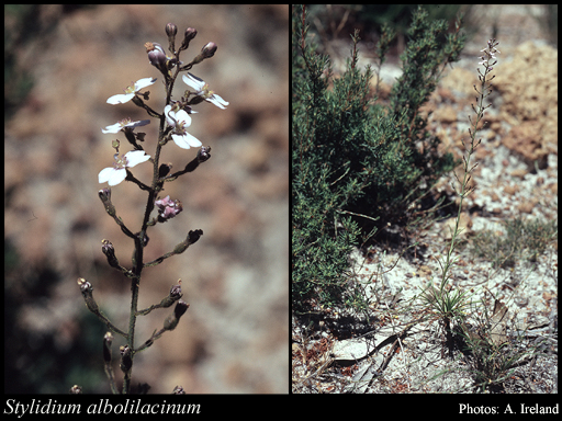 Photograph of Stylidium albolilacinum (F.L.Erickson & J.H.Willis) Lowrie & Carlquist