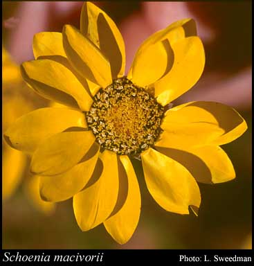 Photograph of Schoenia macivorii (F.Muell.) Paul G.Wilson