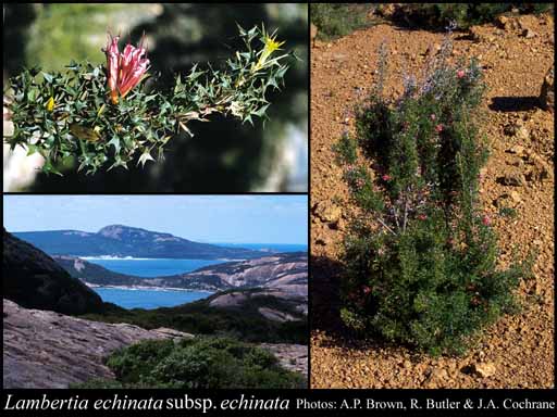 Photograph of Lambertia echinata R.Br. subsp. echinata