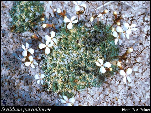Photograph of Stylidium pulviniforme Lowrie & Kenneally