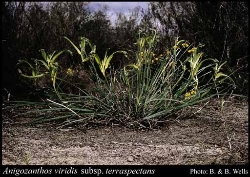 Photograph of Anigozanthos viridis subsp. terraspectans Hopper