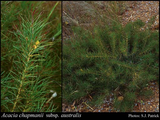 Photograph of Acacia chapmanii subsp. australis R.S.Cowan & Maslin