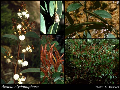 Photograph of Acacia clydonophora Maslin