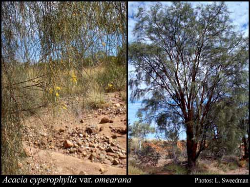 Photograph of Acacia cyperophylla var. omearana Maslin