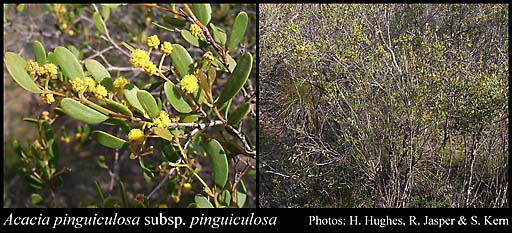 Photograph of Acacia pinguiculosa R.S.Cowan & Maslin subsp. pinguiculosa