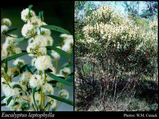 Photograph of Eucalyptus leptophylla Miq.