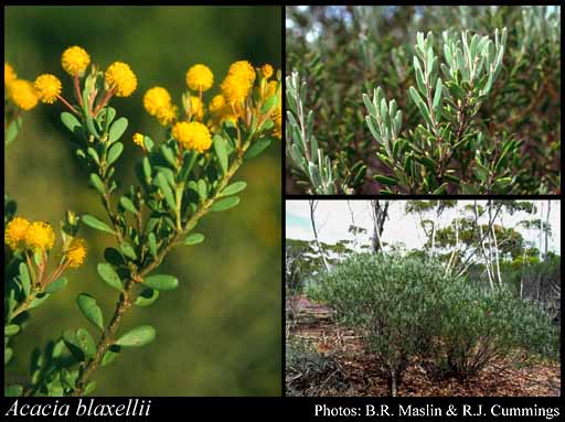 Photograph of Acacia blaxellii Maslin