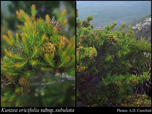 Photograph of Kunzea ericifolia subsp. subulata Toelken
