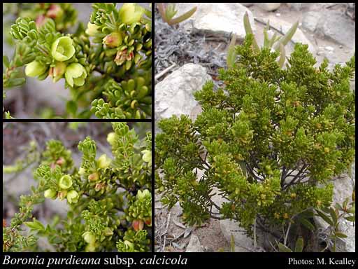 Photograph of Boronia purdieana subsp. calcicola Paul G.Wilson