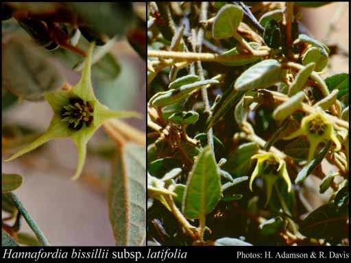 Photograph of Hannafordia bissillii subsp. latifolia (E.Pritz.) C.F.Wilkins