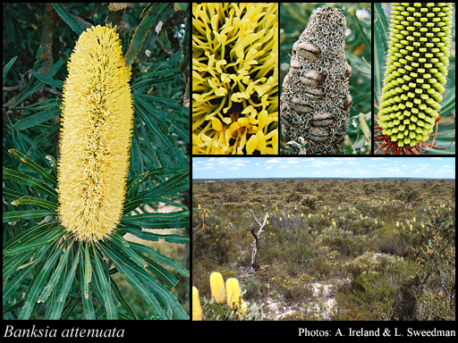 Photograph of Banksia attenuata R.Br.