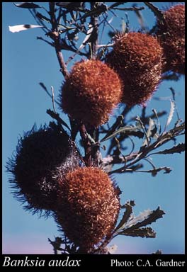 Photograph of Banksia audax C.A.Gardner