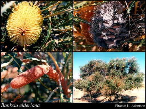 Photograph of Banksia elderiana F.Muell. & Tate