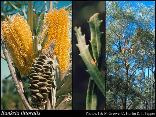 Photograph of Banksia littoralis R.Br.