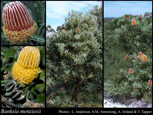 Photograph of Banksia menziesii R.Br.