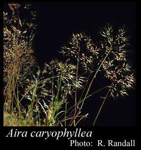 Photograph of Aira caryophyllea L.