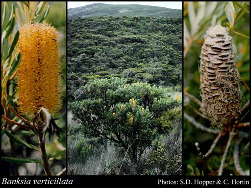 Photograph of Banksia verticillata R.Br.