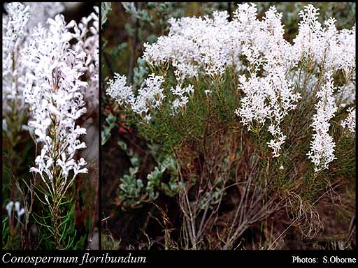 Photograph of Conospermum floribundum Benth.