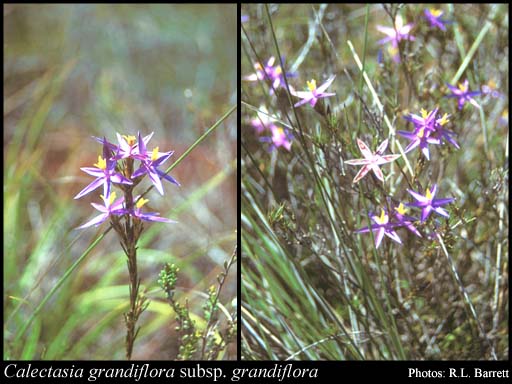 Photograph of Calectasia grandiflora L.Preiss subsp. grandiflora