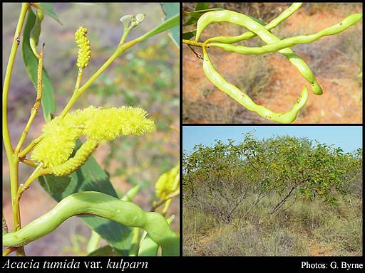 Photograph of Acacia tumida var. kulparn M.W.McDonald