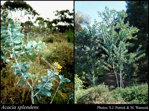 Photograph of Acacia splendens Maslin & C.P.Elliott