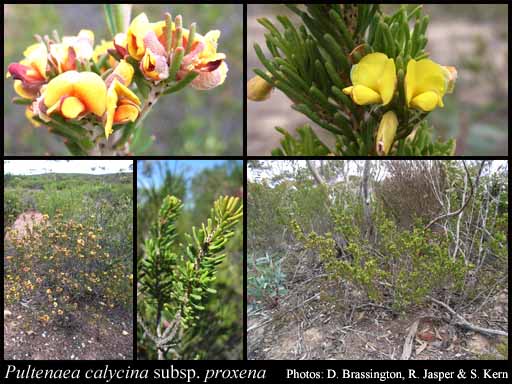 Photograph of Pultenaea calycina subsp. proxena Orthia & Chappill