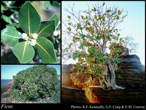 Photograph of Ficus L.