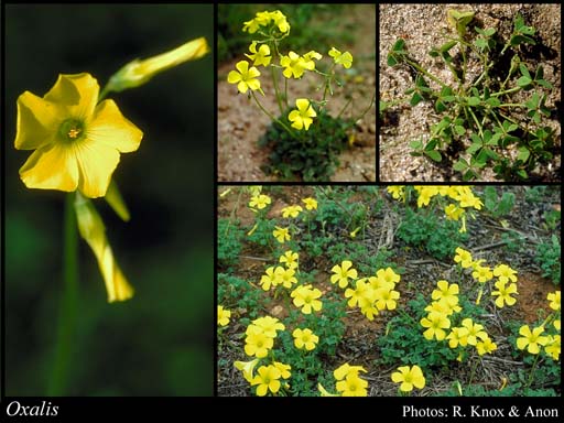 Photograph of Oxalis L.