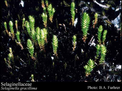 Photograph of Selaginellaceae Willk.
