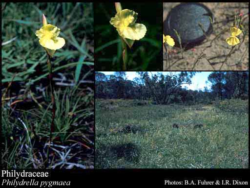 Photograph of Philydraceae Link