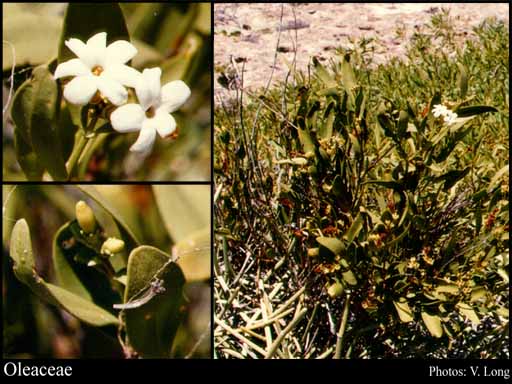 Photograph of Oleaceae Hoffmanns. & Link