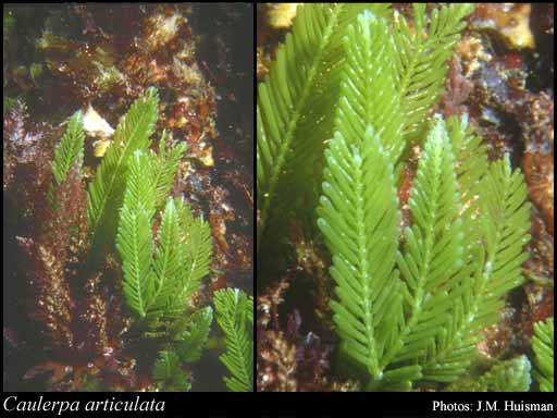Photograph of Caulerpa articulata Harv.