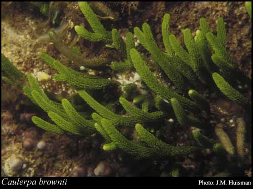 Photograph of Caulerpa brownii (C.Agardh) Endl.