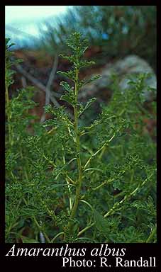 Photograph of Amaranthus albus L.