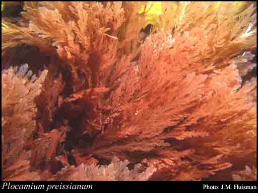 Photograph of Plocamium preissianum Sond.