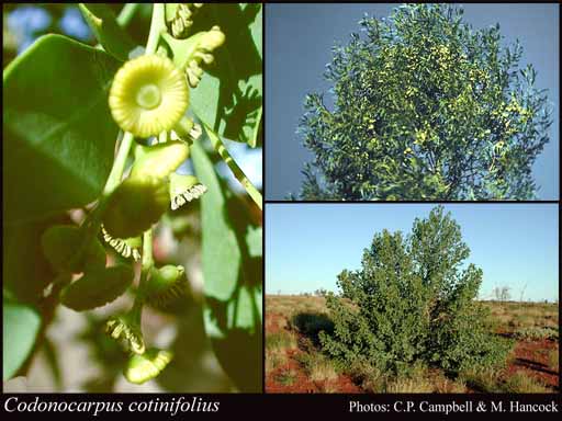 Photograph of Codonocarpus cotinifolius (Desf.) F.Muell.