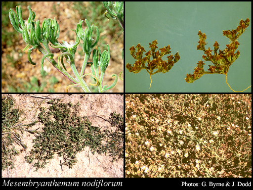 Photograph of Mesembryanthemum nodiflorum L.