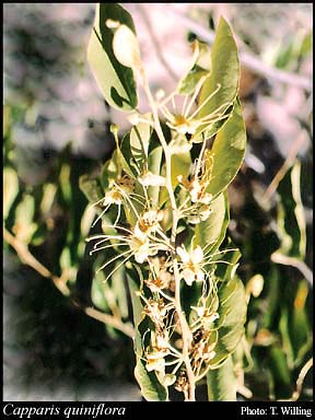 Photograph of Capparis quiniflora DC.