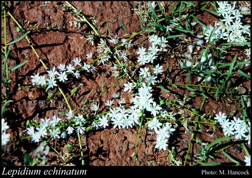 Photograph of Lepidium echinatum Hewson