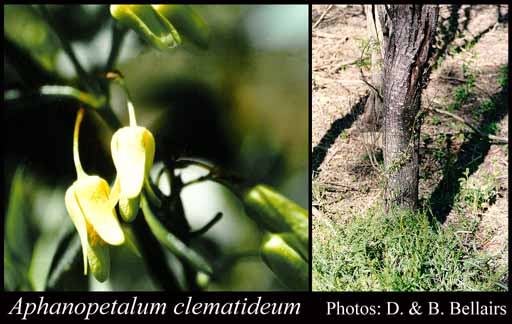 Photograph of Aphanopetalum clematideum (Harv.) Domin
