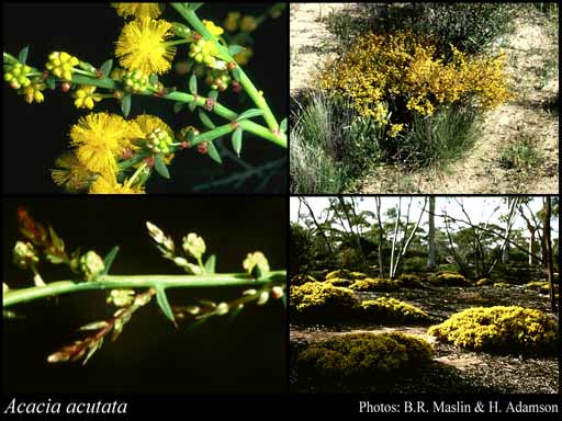 Photograph of Acacia acutata W.Fitzg.