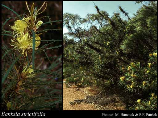 Photograph of Banksia strictifolia A.R.Mast & K.R.Thiele