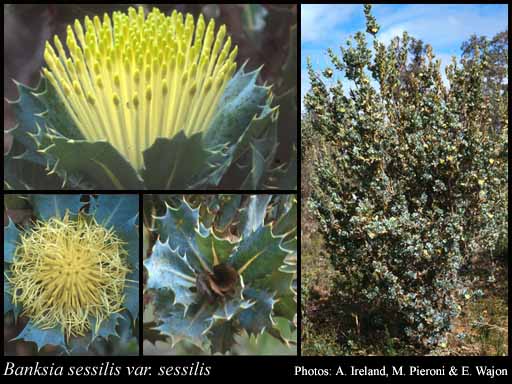 Photograph of Banksia sessilis (Knight) A.R.Mast & K.R.Thiele var. sessilis